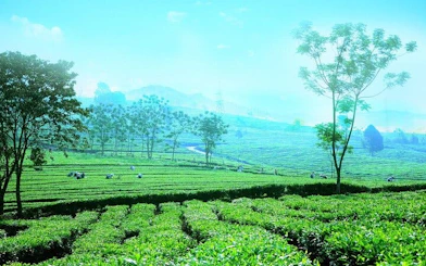 Tea fields in Sapa with distant hills and scattered trees, part of a private motorbike tour.