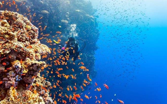 Scuba diver exploring coral reef with colorful fish in Hurghada.