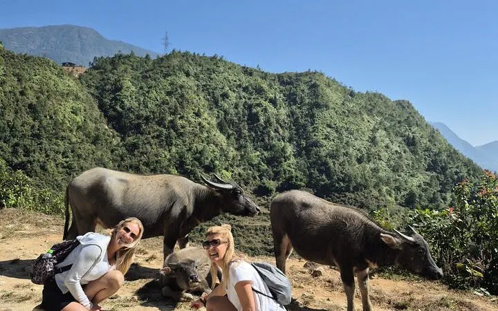 Tourists interacting with water buffalo in Sapa's scenic mountains during a guided visit.