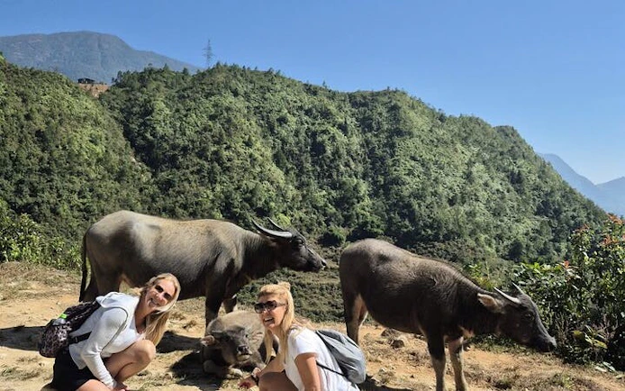 Tourists interacting with water buffalo in Sapa's scenic mountains during a guided visit.