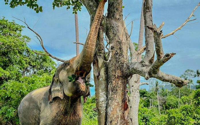 Elephant reaching for leaves on a tree at Samui Elephant Conservation, Koh Samui.