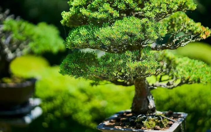 Tokyo: Meiji Shrine Walking Tour — Shinto & Imperial System Image 10