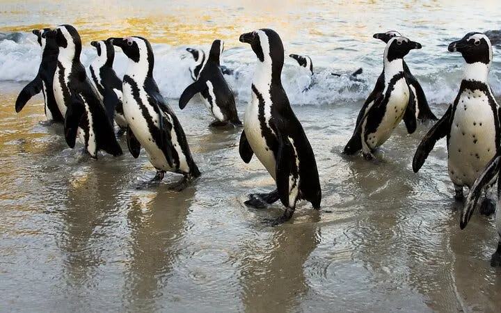 Cape Town Table Mountain, Cape of Good Hope & Boulders Penguin Colony Private Tour Image 10