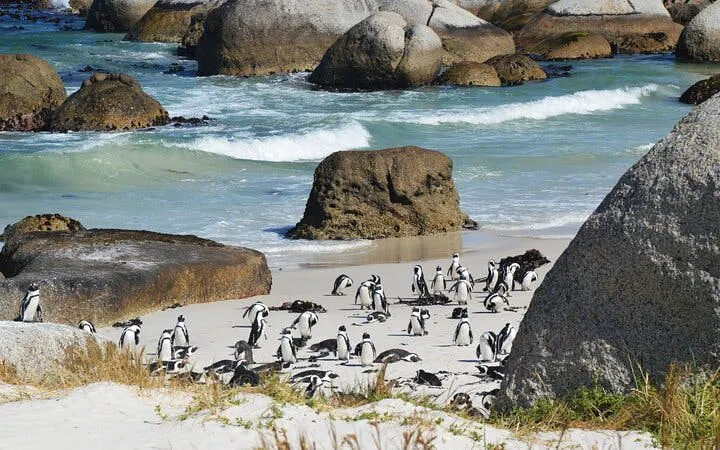 Cape Town Private Cape Peninsula and Penguin Sea Kayak Tour with Cape of Good Hope Visit Image 6