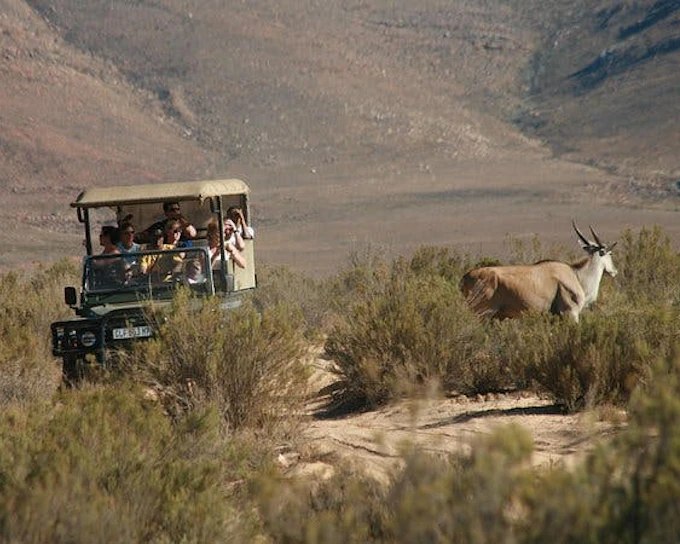 Aquila Game Reserve Safari: Shared Hotel Transfers and Group 4x4 Game Drive