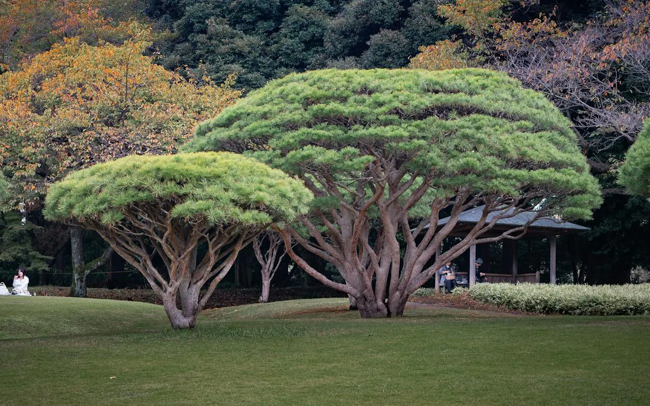 Shinjuku Gyoen Self-Guided Audio Walk: Cherry Ponds, French Garden and Taiwan Pavilion