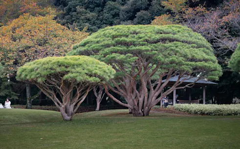 Shinjuku Gyoen trees near Taiwan Pavilion, Tokyo, with lush greenery and a garden setting.