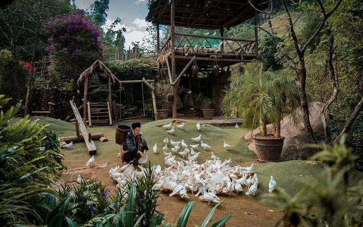 Person feeding ducks in a lush garden with wooden structures in Sapa village.