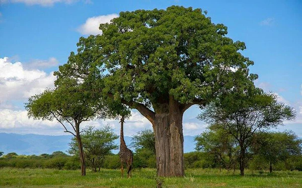From Arusha: 3-Day Private Safari to Tarangire National Park and Lake Natron