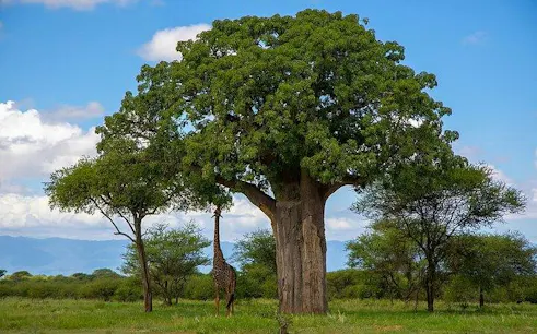 Giraffe near a baobab tree in Tarangire National Park, Tanzania.