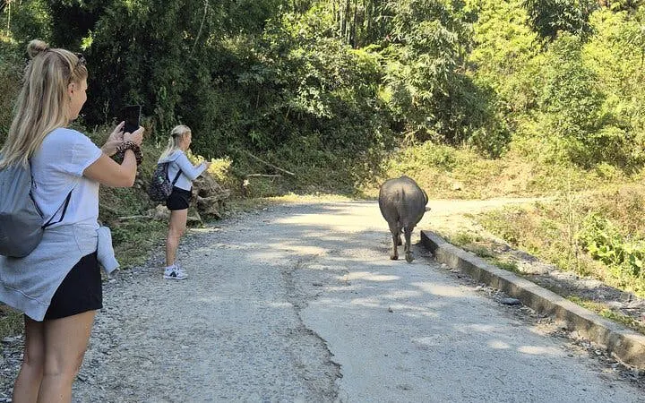 Tourists photographing a water buffalo on a rural road in Sapa, Vietnam.
