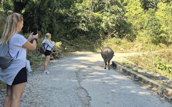 Tourists photographing a water buffalo on a rural road in Sapa, Vietnam.