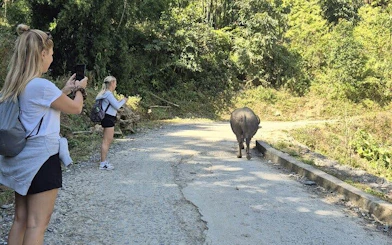 Tourists photographing a water buffalo on a rural road in Sapa, Vietnam.