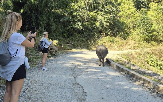 Tourists photographing a water buffalo on a rural road in Sapa, Vietnam.