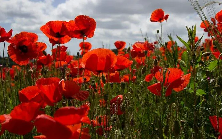 Poppies in Flanders Fields, part of the WWI Remembrance Tour from Brussels.