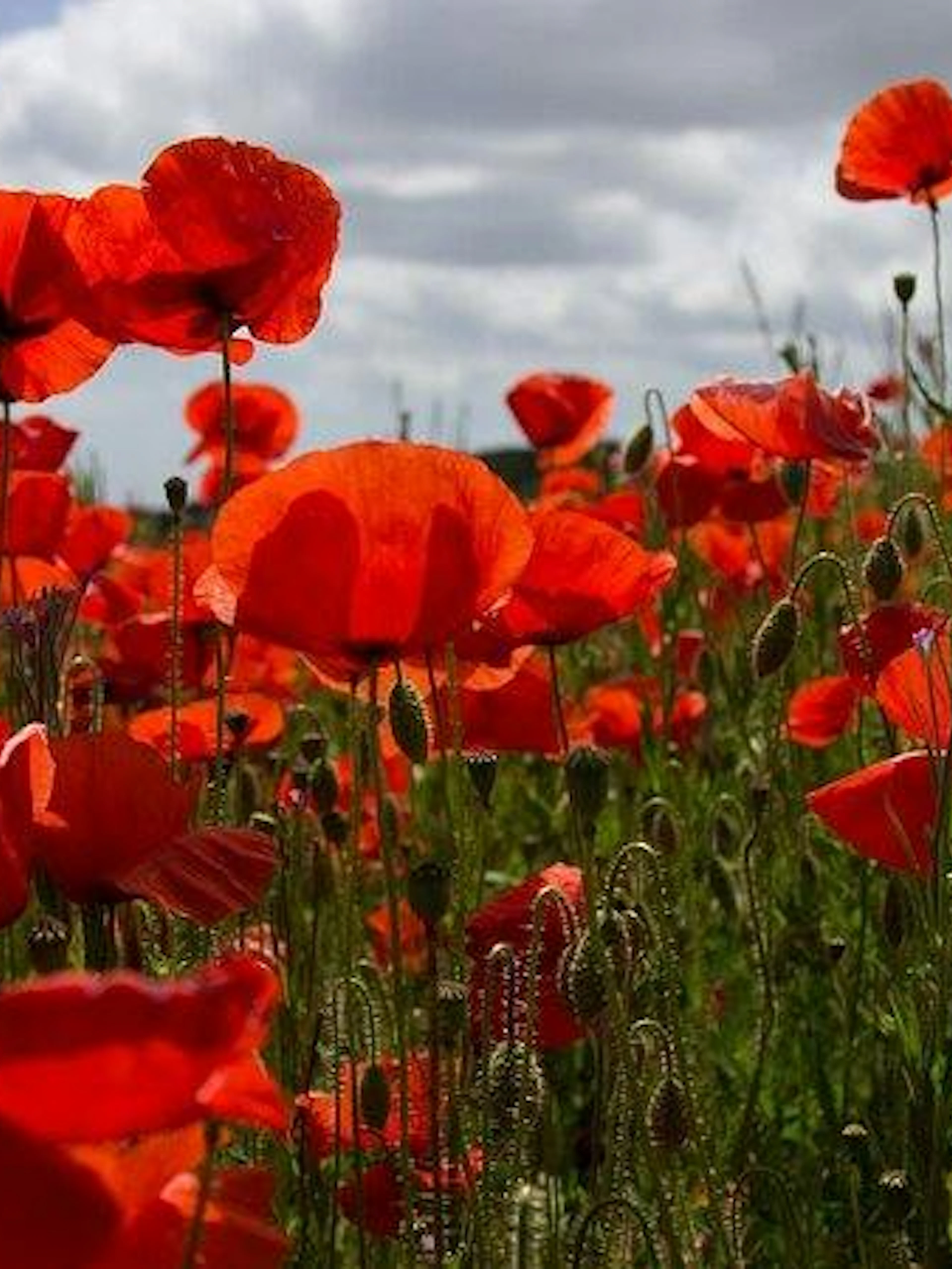 Poppies in Flanders Fields, part of the WWI Remembrance Tour from Brussels.