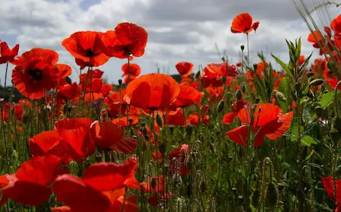 Poppies in Flanders Fields, part of the WWI Remembrance Tour from Brussels.
