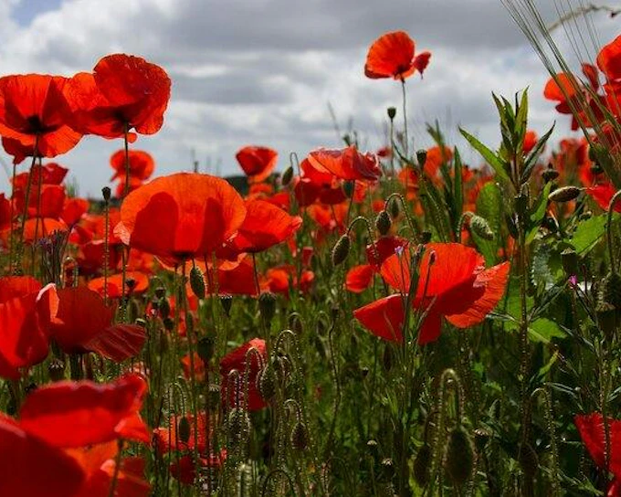 Flanders Fields WWI Remembrance Guided Tour from Brussels with Museum Visits and Menin Gate Ceremony (Product 55846)