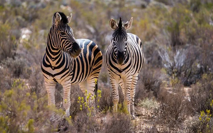 safari de un día en ciudad del cabo en la reserva natural de aquila, con almuerzo tipo bufé, entradas al parque y traslados al hotel-1