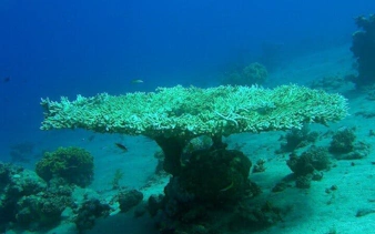 Coral reef underwater at 3 Pools Dahab, part of the Sharm El Sheikh tour.