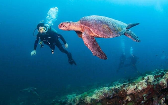 Scuba diver swimming near a sea turtle in Hurghada coral reef.