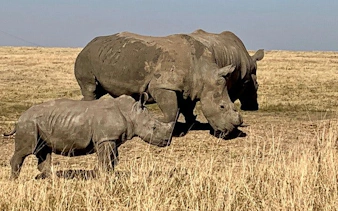 Rhinos walking in Natal Lion Park, part of Durban Shared Tour.