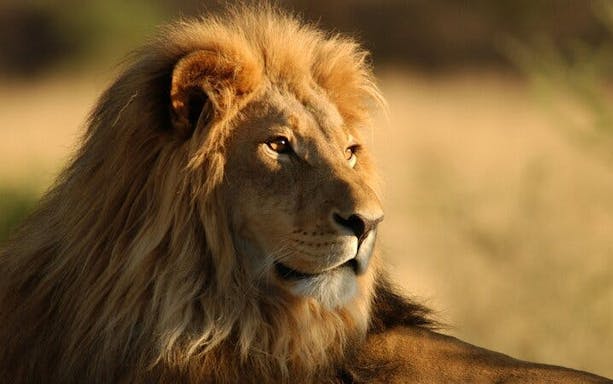 from cape town: aquila big 5 safari day tour with private transfers, meals, and wine tasting-4