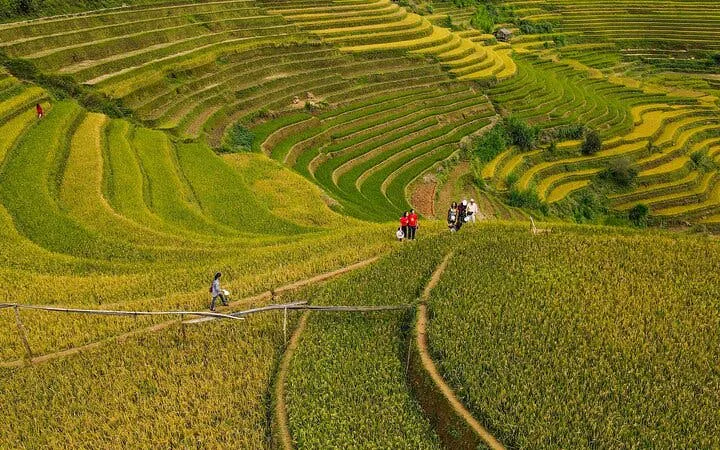 Mu Cang Chai terraced rice fields with trekkers on a path, Vietnam.