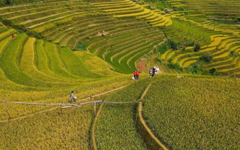Mu Cang Chai terraced rice fields with trekkers on a path, Vietnam.