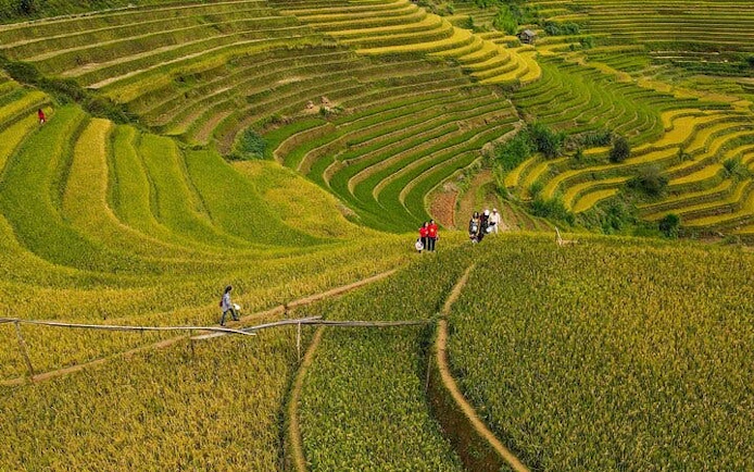 Mu Cang Chai terraced rice fields with trekkers on a path, Vietnam.