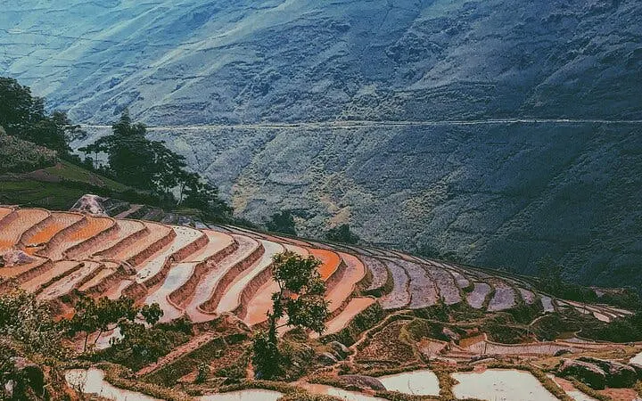 Terraced rice fields in Sapa, Vietnam, with mountains in the background during a trekking tour.