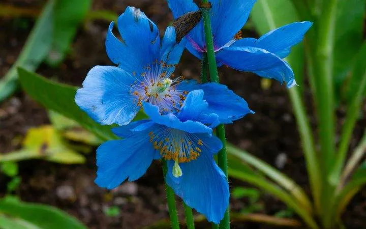 Blue poppy flowers in bloom at Real Jardín Botánico, Madrid.