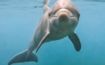Dolphin swimming underwater in Sharm El Sheikh experience.
