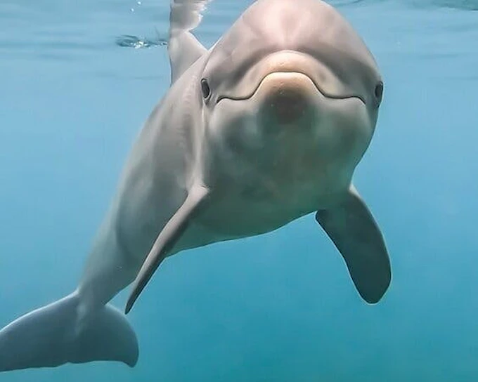 Swim with Dolphins Experience with Hotel Transfers in Sharm El Sheikh