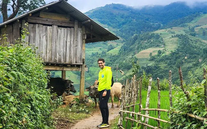 Man walking on a path beside a wooden hut and cows in Sapa, Vietnam, with terraced hills in the background.