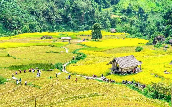 Muong Hoa Valley rice fields with wooden house and tourists, Sapa, Vietnam.