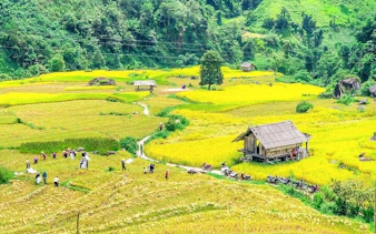 Muong Hoa Valley rice fields with wooden house and tourists, Sapa, Vietnam.