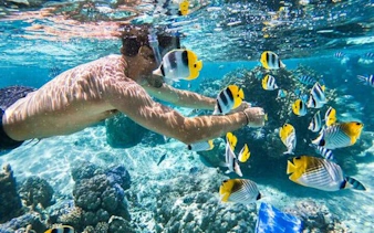 Snorkeler observing colorful fish near coral reef, Sharm El Sheikh coast.