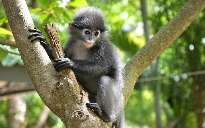 Hua Hin Wildlife Rescue Centre and Elephant Refuge Day Trip (Product 55865)