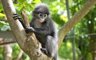 Dusky langur in a tree at Hua Hin Wildlife Rescue Centre, Thailand.
