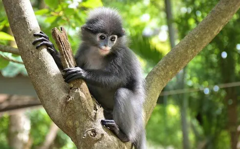 Dusky langur in a tree at Hua Hin Wildlife Rescue Centre, Thailand.