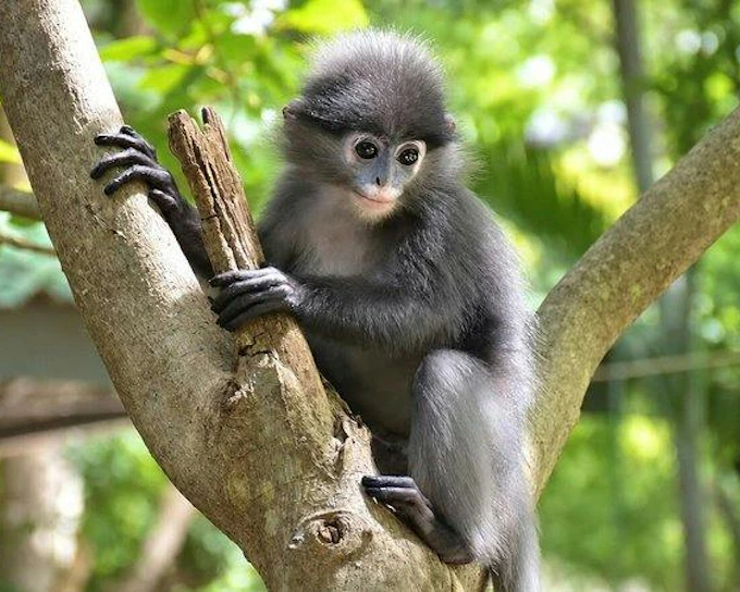 Hua Hin Wildlife Rescue Centre and Elephant Refuge Day Trip (Product 55865)