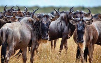 from cape town: aquila game reserve safari with transport, park fees, and lunch-8