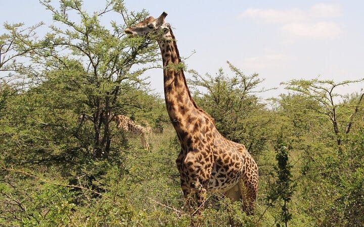 nairobi urban safari: half-day wildlife adventure-4