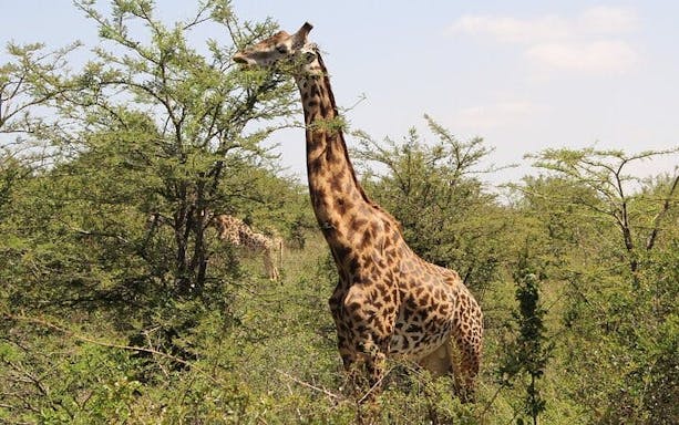nairobi urban safari: half-day wildlife adventure-4
