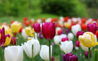 Tulips in bloom at Real Jardín Botánico, Madrid.