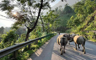 Buffalo walking along a rural road in Sapa, Vietnam, with lush greenery and distant hills.