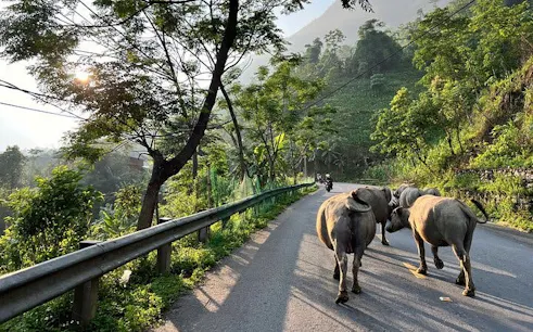 Buffalo walking along a rural road in Sapa, Vietnam, with lush greenery and distant hills.