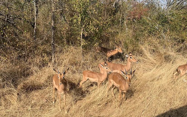 Impala herd grazing in Kruger National Park during Big 5 Safari Tour from Hazyview.