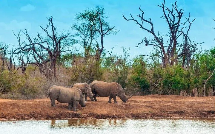 Rhinos by a waterhole in Selous Game Reserve, Tanzania, with sparse trees in the background.